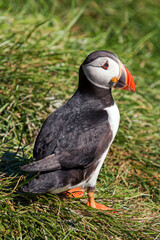 Puffin in a breeding colony in the East Fjords region of Iceland
