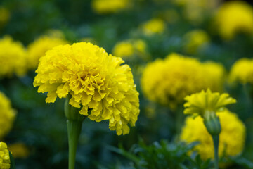Blossom Mexican marigold flower in garden