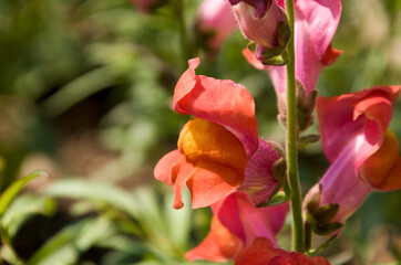 red flowers of plants up close