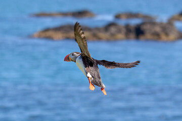Flying puffin against a blue ocean background in the East Fjords region of Iceland