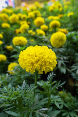 Blossom Mexican marigold flower in garden