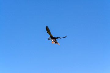 Flying puffin against a blue sky background in the East Fjords region of Iceland
