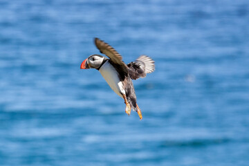 Flying puffin against a blue ocean background in the East Fjords region of Iceland