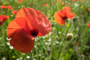 Red poppy flowers in a green field, focus on the biggest poppy