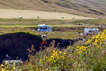 Puffin ready to land in a breeding colony in Borgarfjordur near the touristic town of Bakkagerdi in the East fjords region