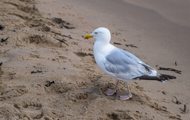 Seagul walking on a sandy beach
