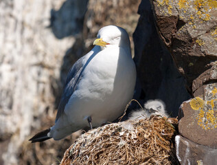 Kittiwake and chick on a nest in Borgarfjordur-Eystri in the East fjords region, Iceland.