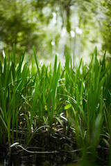 grass in park