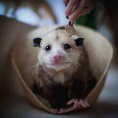 The Virginia opossum, Didelphis virginiana, in a basket