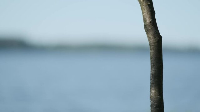 lake refocus on a tree