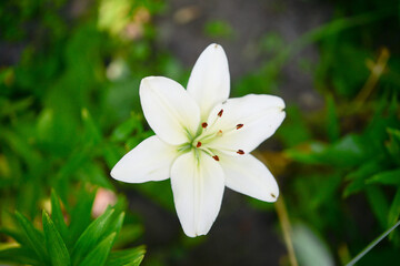 white flowers in the garden