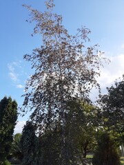 trees and sky