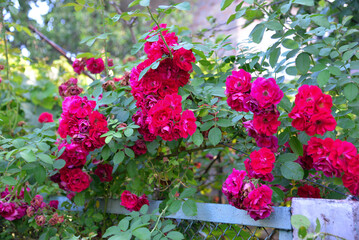 Naklejka premium Beautiful rose in the garden