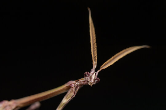 "Empusa pennata" empuse en macro