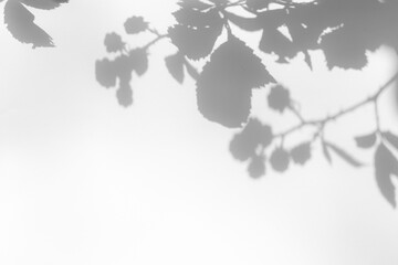 Gray shadow of blackberry leaves and berries on a white wall. Abstract neutral nature concept blurred background. Space for text. Shadow for natural light effects.