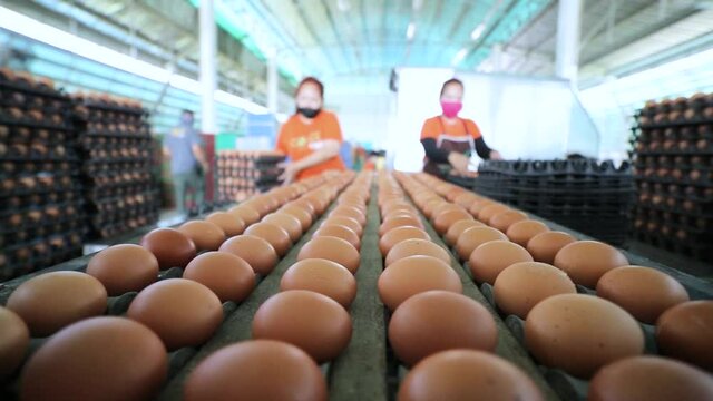 Egg selection, egg production factory