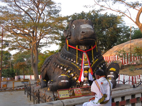 Taureau Nandi