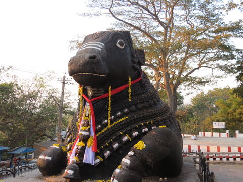Taureau Nandi