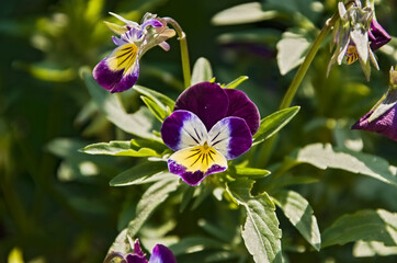 colorful flowers of the plant up close