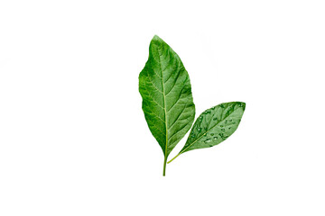 Fototapeta premium Green leaves with water droplets isolated on white background.