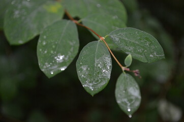 Leaves after a rain storm with raindropa reflecting a cloudy sky. 