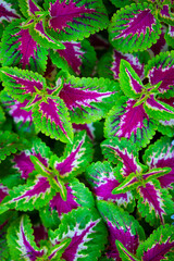 green leaves background