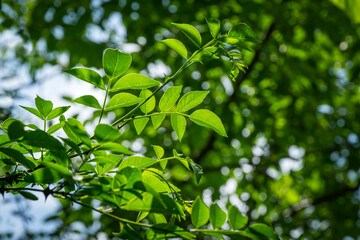 Obraz premium Green leaves of Zanthoxylum americanum or prickly ash. Sichuan pepper in summer garden on blurred green. Background for fresh wallpaper, nature background concept