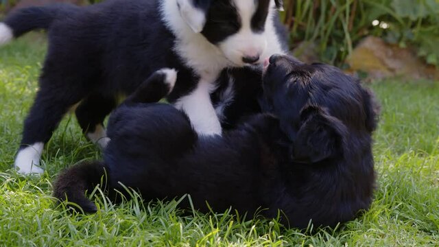 border collie puppies playing in the grass