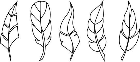 Vector bird feathers set of line illustration
