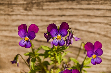 purple flowers of the plant up close
