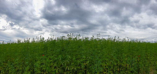 canabis on marijuana field farm sativa weed hemp hash plantation panorama