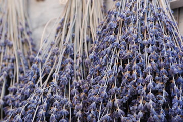 lavande
