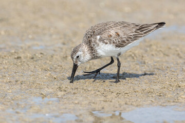 Dunlin feeding