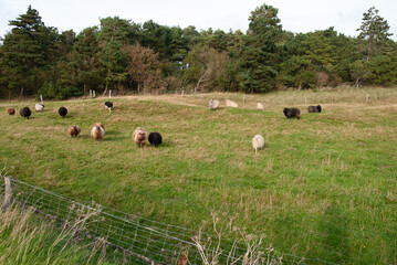Schafsherde auf Weide