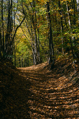 forest path with autumn leaves