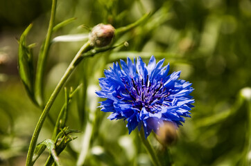 blue flower plants up close