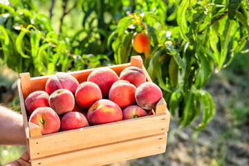 Box with tasty fresh peaches in garden
