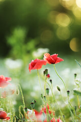 Naklejka premium Field of Corn Poppy Flowers Papaver rhoeas in Spring
