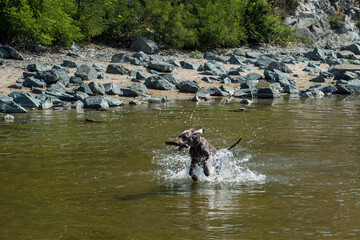 Weimaraner dog swimming in the river