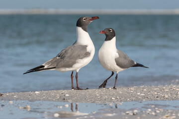 Laughing Gull pair courtship