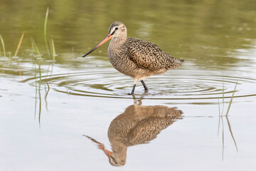 Marbled Godwit searching for food