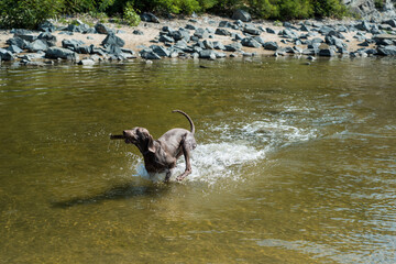 Weimaraner dog swimming in the river