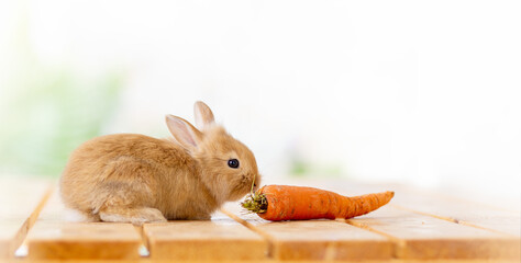 Fluffy foxy rabbit with carrot on white background ,wood table