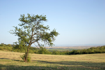 View of Vrsac vineyards and fields with tree in the foreground. Beautiful landscape from Vrsac hill.