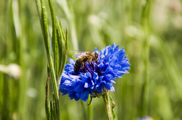 blue flower plants up close