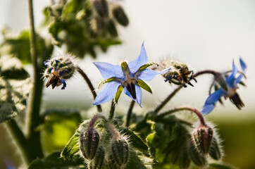 blue flowers of the plant up close