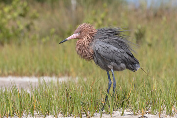 Reddish Egret shaking feathers after preening