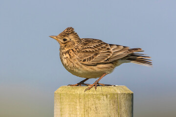 Skylark on singing post
