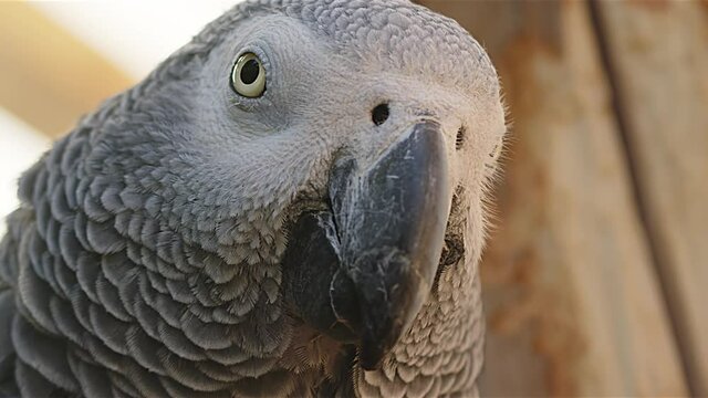 Close up of African gray parrot