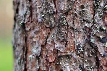 Bark of a pine tree. Close up view.